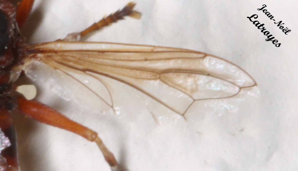 Détail aile Conopidé (sans précision) - Filain (Haute-Saône) - 27 juillet 2022 - Photographie Jean-Noël Latroyes - www.filain-nature.fr