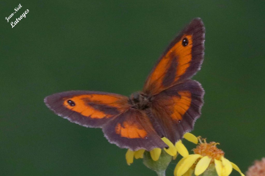 Amaryllis- Pyronia tithonus sur cinéraire - Filain (Haute-Saône) – 23 Juillet 2022 - Photographie Jean-Noël Latroyes - www.filain-nature.fr
