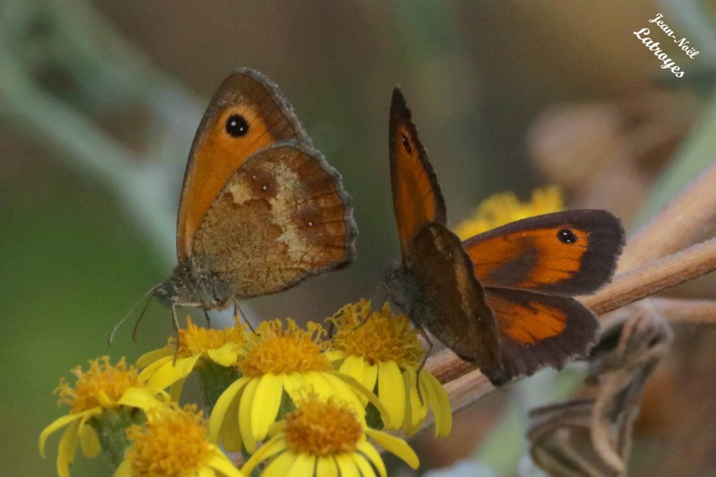 Amaryllis- Pyronia tithonus sur Seneçon de Jacobée - Filain (Haute-Saône) – 27 Juillet 2022 - Photographie Jean-Noël Latroyes - www.filain-nature.fr