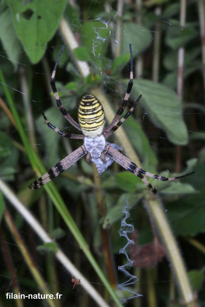 Araignée frelon - Argiope bruennichi Scopoli sur sa toile. - Filain (Haute-Saône) 02 Août 2022 - www.filain-nature.fr