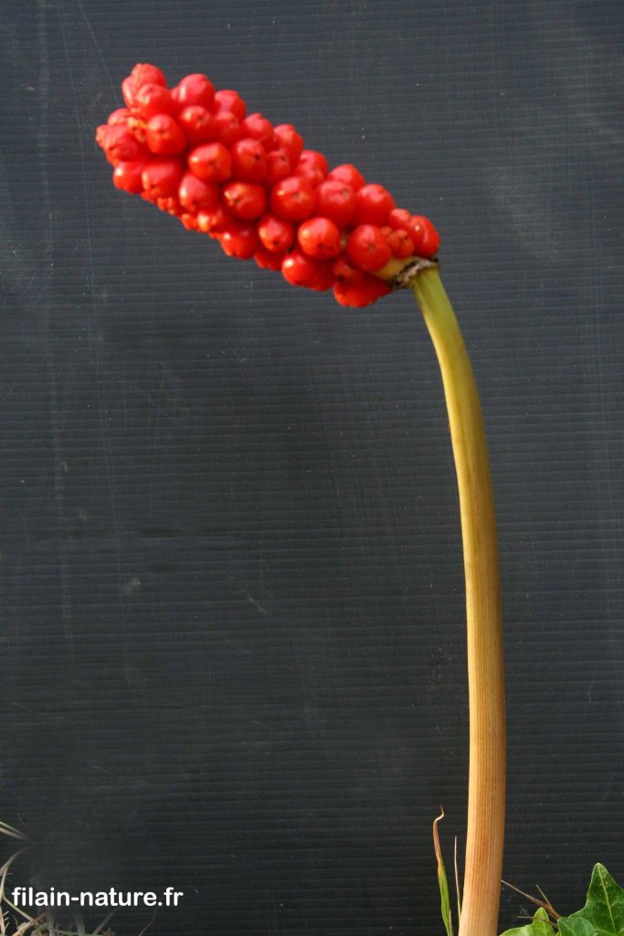 Fruits mûrs et tige de Spathe d'Arum d'Italie Arum italicum Miller -  Filain (Haute-Saône) 12 août  2022 Photographie Jean-Noël Latroyes - www.filain-nature.fr