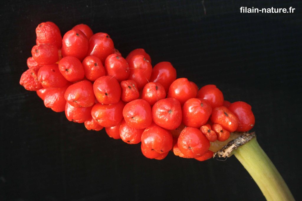 Fruits mûrs et tige de Spathe d'Arum d'Italie Arum italicum Miller -  Filain (Haute-Saône) 12 août  2022 Photographie Jean-Noël Latroyes - www.filain-nature.fr