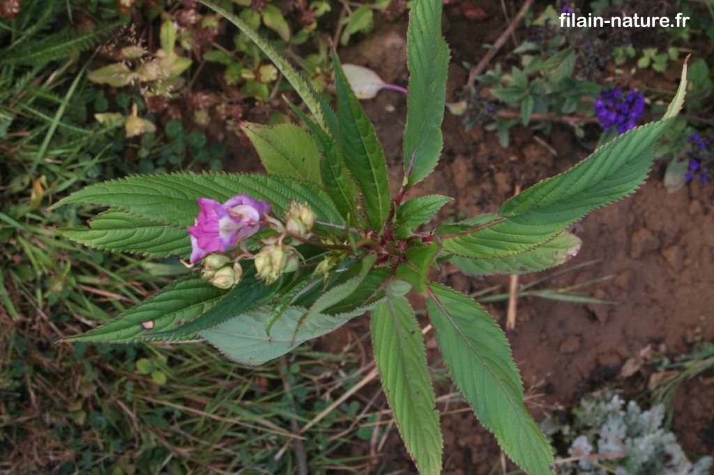 Balsamine de l'Himalaya - Impatiens glandulifera - Montbozon (Haute-Saône) - 18 août 2022 -Photographie Jean-Noël Latroyes - www.filain-nature.fr
