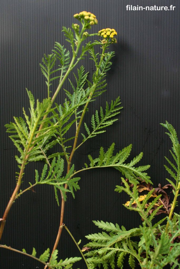 Tanaisie -Barbotine - Tanacetum vulgare - Filain (Haute-Saône) - Photographie Jean-Noël Latroyes  - www.filain-nature.fr