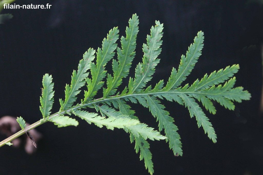Détail feuillage de Tanaisie -Barbotine - Tanacetum vulgare - Filain (Haute-Saône) - Photographie Jean-Noël Latroyes - www.filain-nature.fr