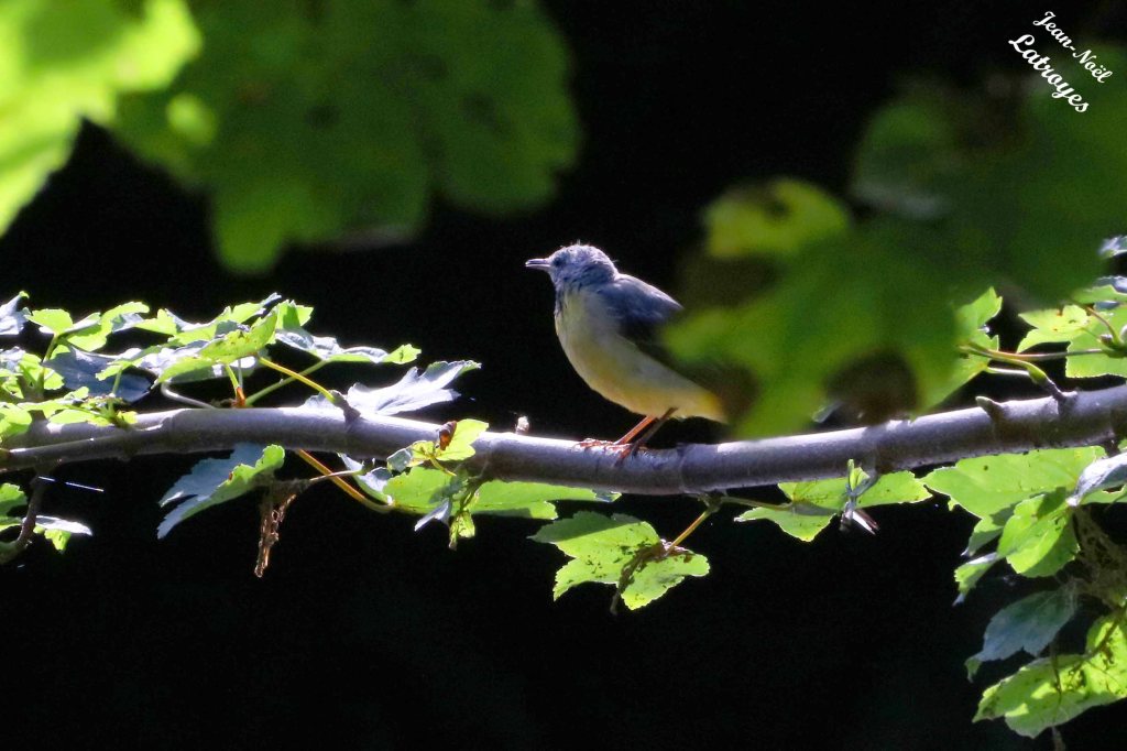Jeune bergeronnette des ruisseaux dans un arbre bordant la Filaine - Motacilla cinerea - 02 juillet 2022 - Filain (Haute-Saône) - Photographie Jean-Noël Latroyes - www.filain-nature.fr