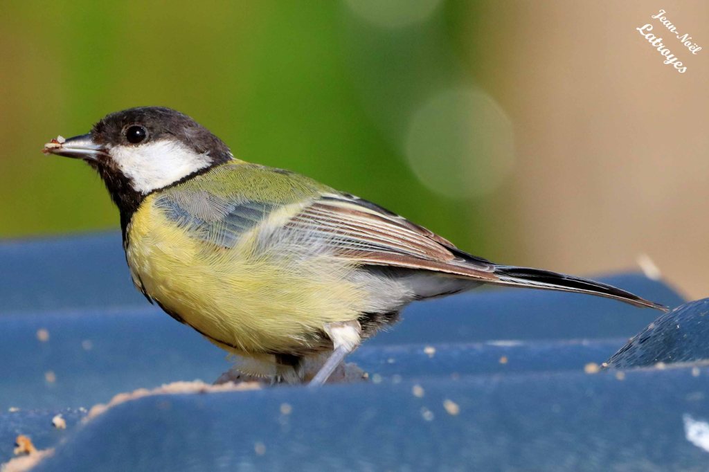 Mésange charbonnière - Parus major - Filain (Haute-Saône) –  14 août 2022 – Photographie Jean-Noël Latroyes - www.filain-nature.fr