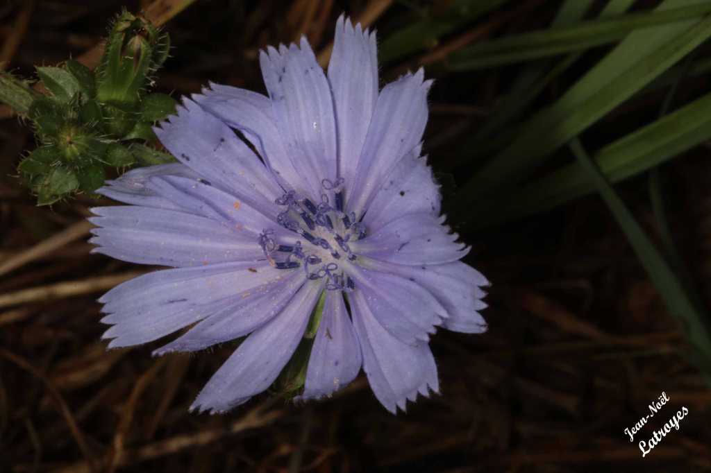 Fleur de Chicorée sauvage - Cichorium intybus -Filain (Haute-Saône) - Photographie Jean-Noël Latroyes - Juillet 2022 - www.filain-nature.fr