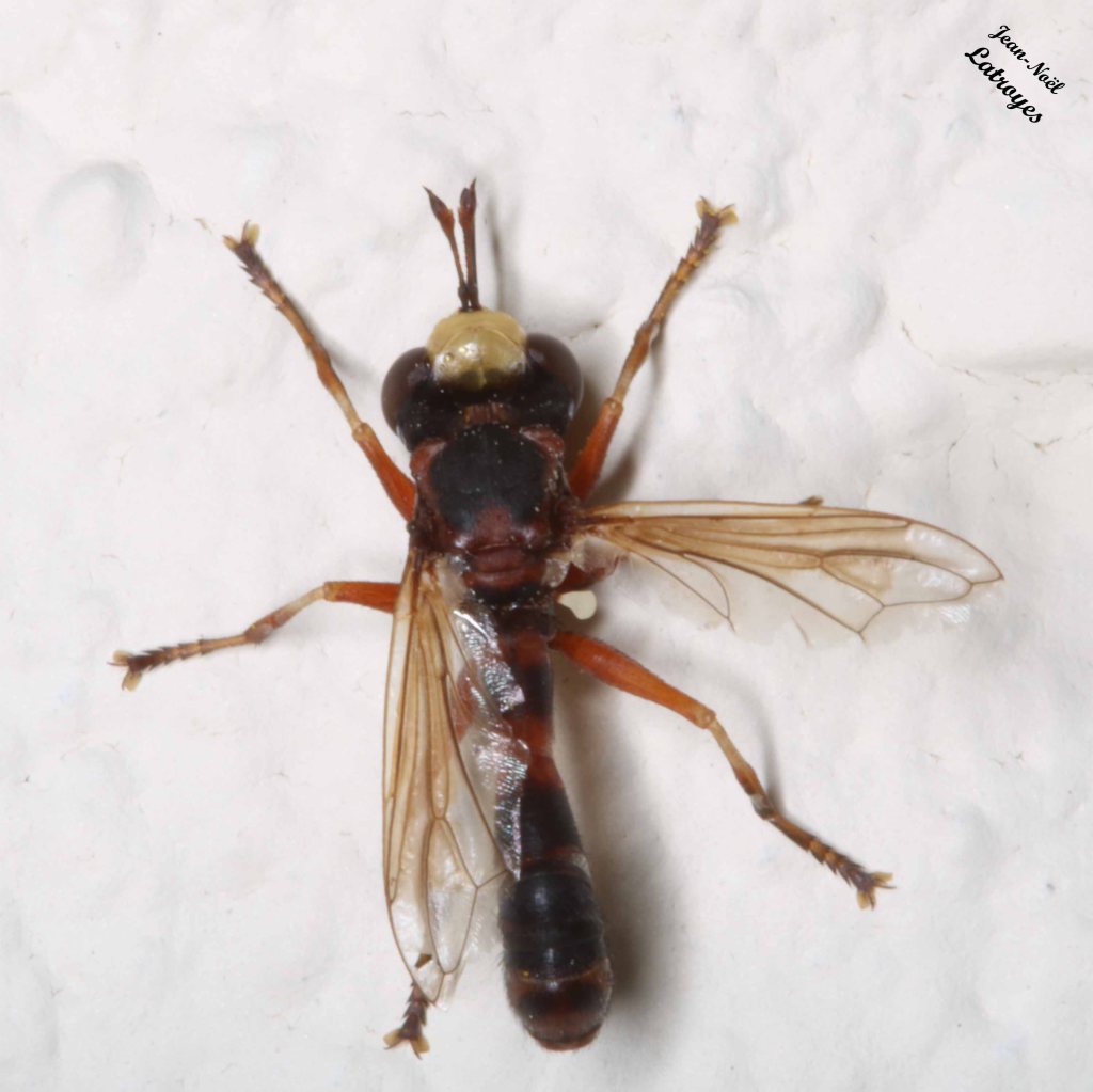 Conopidé (sans précision) - Filain (Haute-Saône) - 27 juillet 2022 - Photographie Jean-Noël Latroyes - www.filain-nature.fr