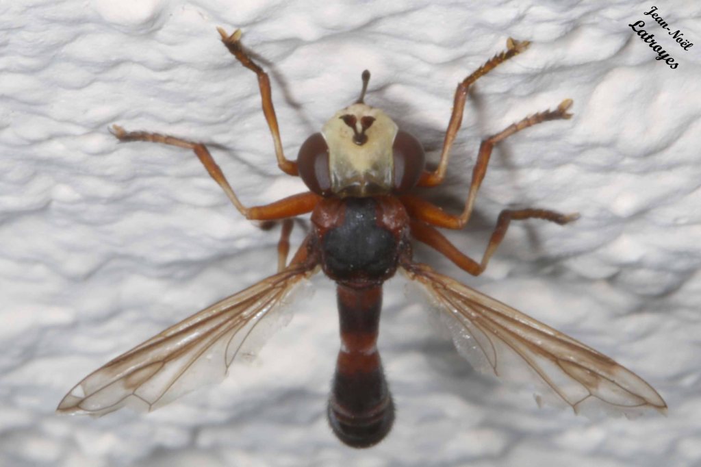 Conopidé (sans précision) - Filain (Haute-Saône) - 27 juillet 2022 - Photographie Jean-Noël Latroyes - www.filain-nature.fr