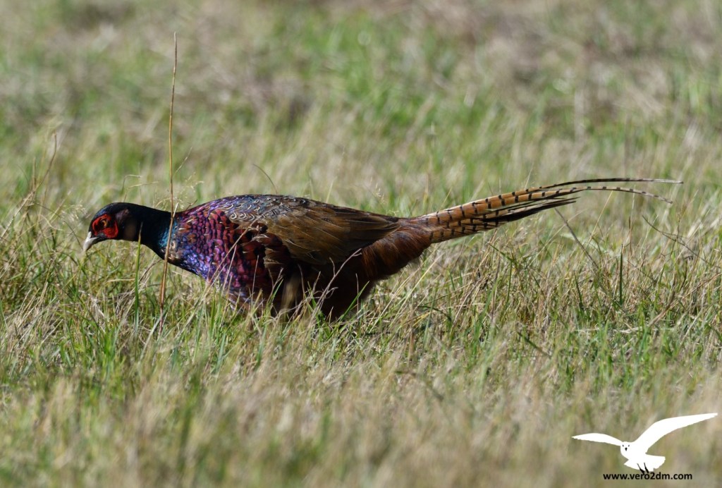 Faisan de Colchide - Phasianus colchicus - Photographie Véronique Monniotte-Dargent