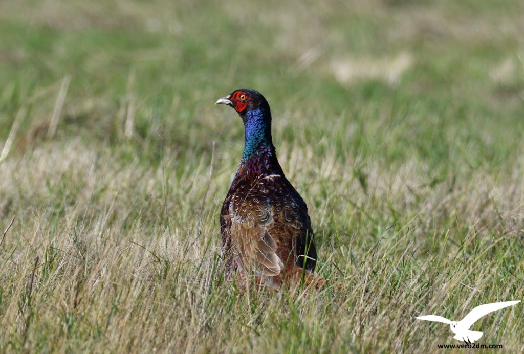 Faisan de Colchide - Phasianus colchicus - Photographie Véronique Monniotte-Dargent