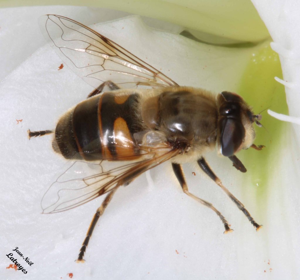 Eristale gluante - Eristalis tenax - Filain (Haute-Saône) – le 27 juillet 2022 – Photographie Jean-Noël Latroyes - www.filain-nature.fr