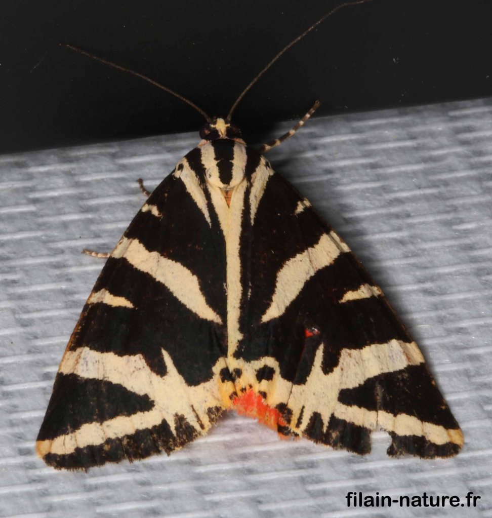 Euplagia quadripunctaria - écaille chinée  vers lumière U.V  Filain (Haute-Saône) - 13 août 2022 - photographie Jean-Noël Latroyes - www.filain-nature.fr