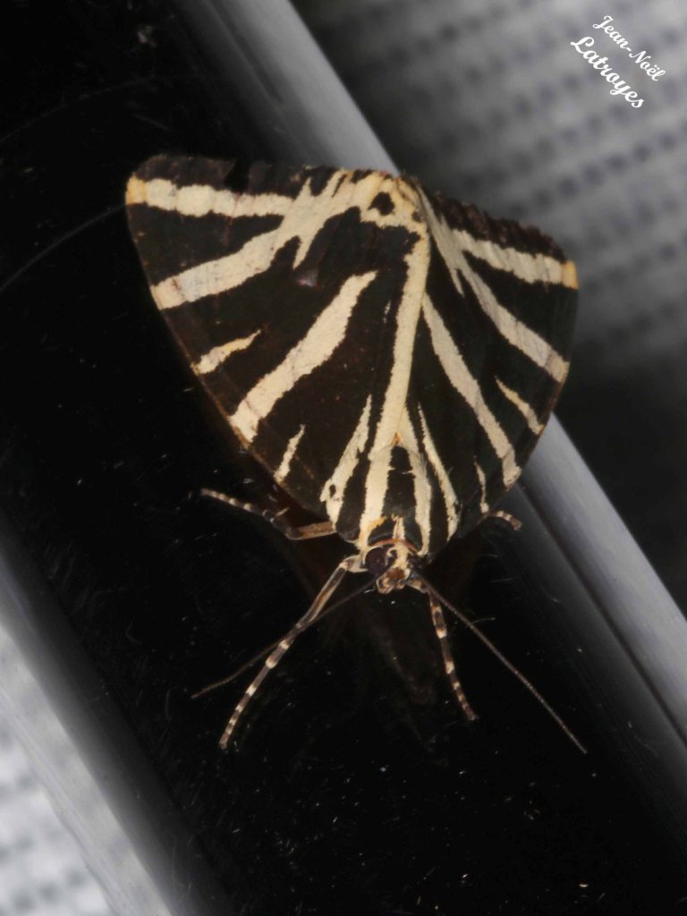 Euplagia quadripunctaria - écaille chinée  vers lumière U.V  Filain (Haute-Saône) - 13 août 2022 - photographie Jean-Noël Latroyes - www.filain-nature.fr