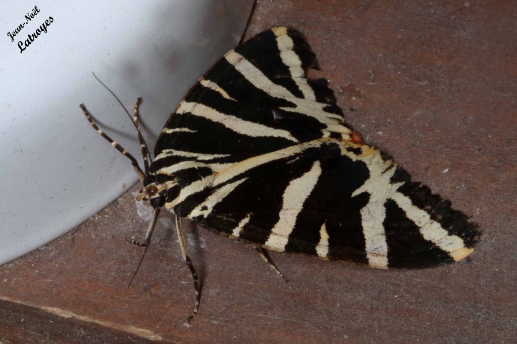 Euplagia quadripunctaria - écaille chinée  vers lumière U.V  Filain (Haute-Saône) - 13 août 2022 - photographie Jean-Noël Latroyes - www.filain-nature.fr