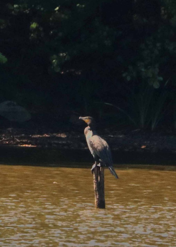 Grand cormoran en vol - Phalacrocorax carbo - Faucogney (Haute-Saône) - août 2022 - Photographie Jean-Noël Latroyes - www.filain-nature.fr