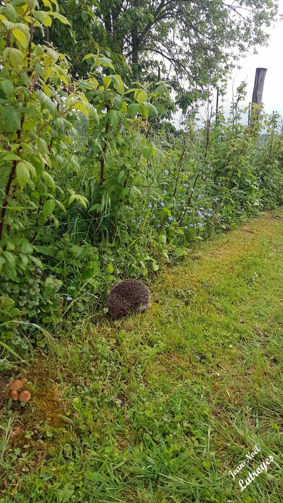Hérisson commun - Erinaceus europaeus - Il n'est pas difficile notre ami, l'inspection des pieds de framboisiers le comble tous les matins. Filain (Haute-Saône) mai 2022 Photographie Jean-Noël Latroyes - www.filain-nature.fr