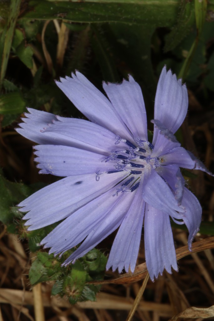 Détail d'une fleur de Chicorée sauvage - Cichorium intybus -Filain (Haute-Saône) - Photographie Jean-Noël Latroyes - Juillet 2022 - www.filain-nature.fr