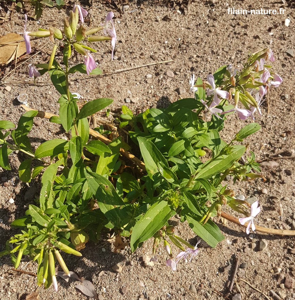 Saponaire officinale -  Saponaria officinalis - - sur une berge de l'Ognon -  Montbozon (Haute-Saône) - 15 août 2022 - Photographie Jean-Noël Latroyes - www.filain-nature.fr
