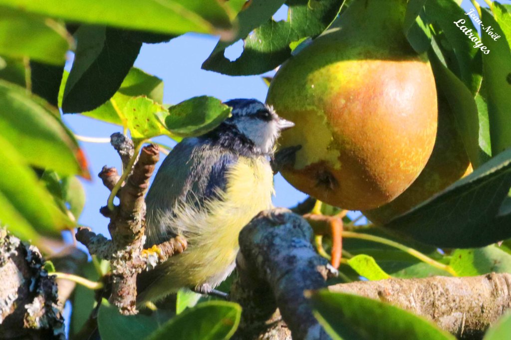 Jeune mésange bleue (Cyanistes caeruleus) appréciant les poires du verger. 27 juillet 2022 - Filain (Haute-Saône) - Photographie Jean-Noël Latroyes - www.filain-nature.fr