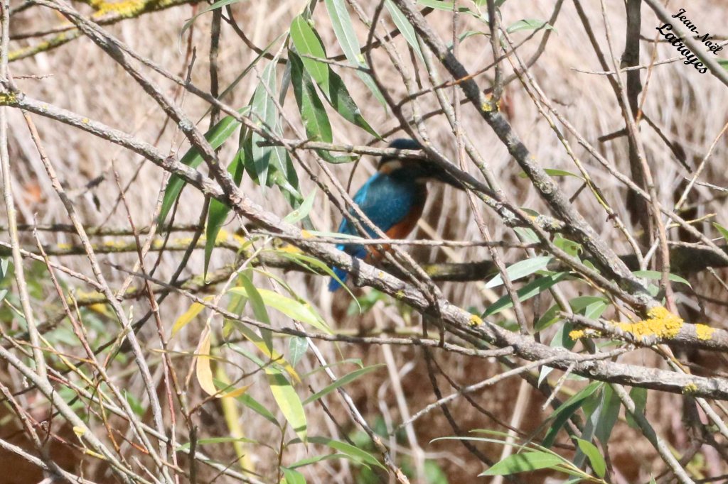 Martin-pêcheur (Alcedo atthis) - Filain (Haute-Saône) 21 août 2022 - Photographie Jean-Noël Latroyes - www.filain-nature.fr