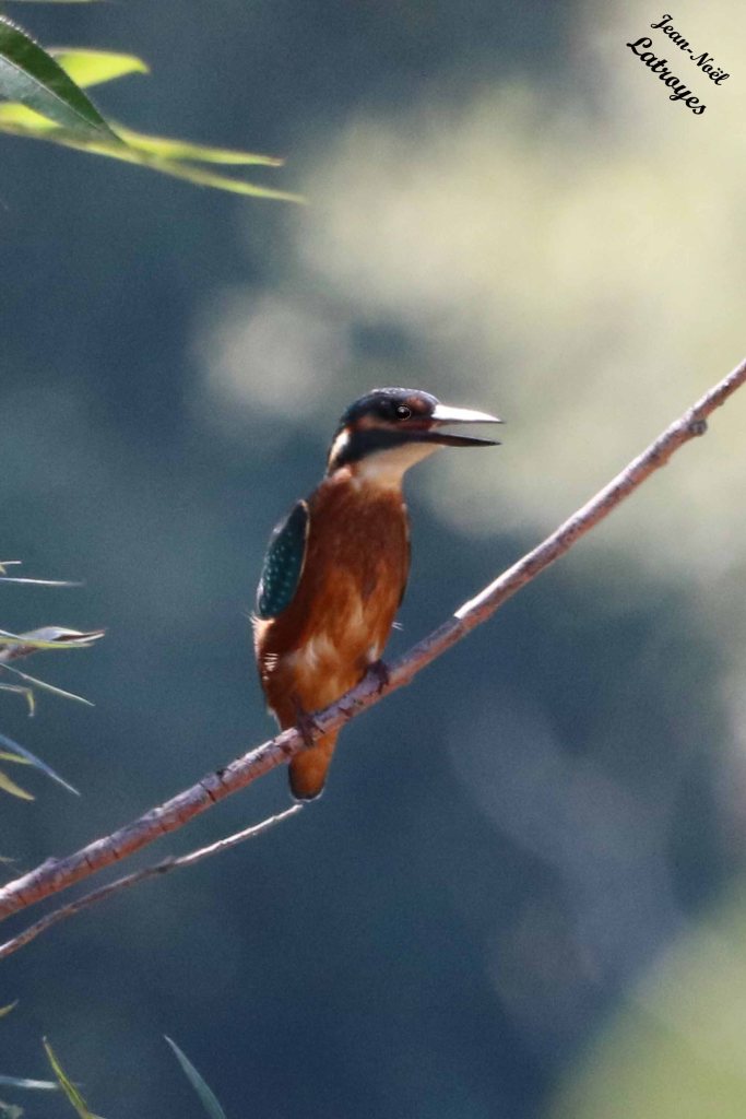 Martin-pêcheur mâle (Alcedo atthis) - Montbozon (Haute-Saône) 25 août 2022 - Photographie Jean-Noël Latroyes - www.filain-nature.fr