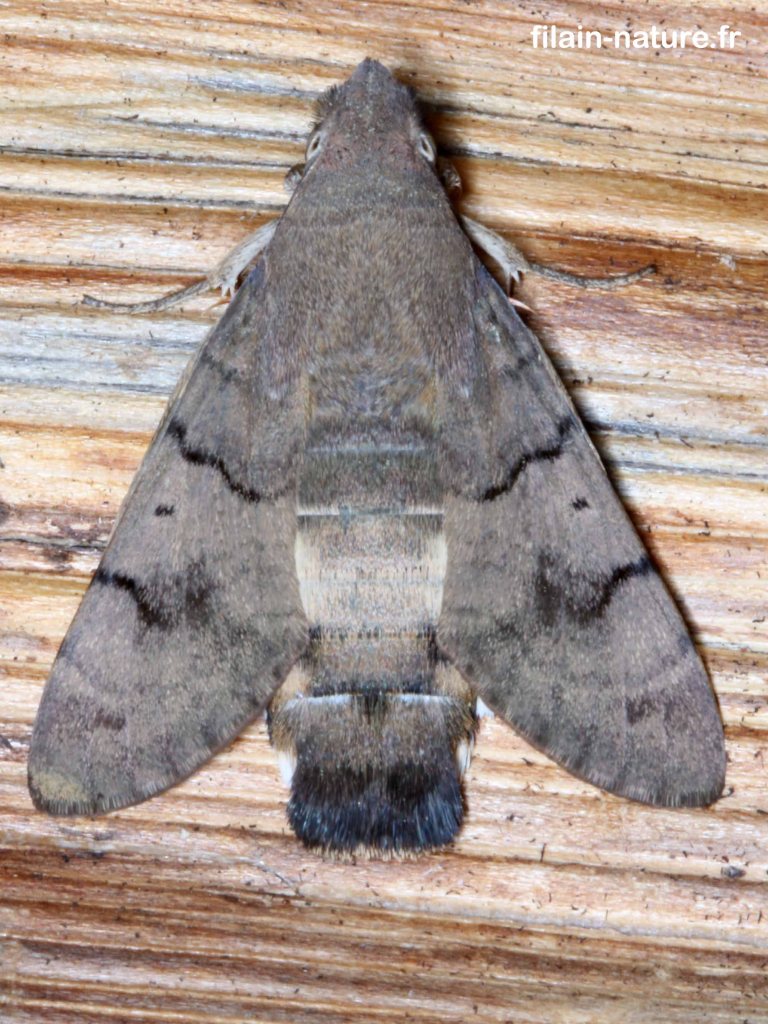 Moro sphinx sur une bûche de la pile de bois - Macroglossum stellatarum - Filain (Haute-Saône) - Photographie Jean-Noël Latroyes - 04 aôut 2022 - www.filain-nature.fr