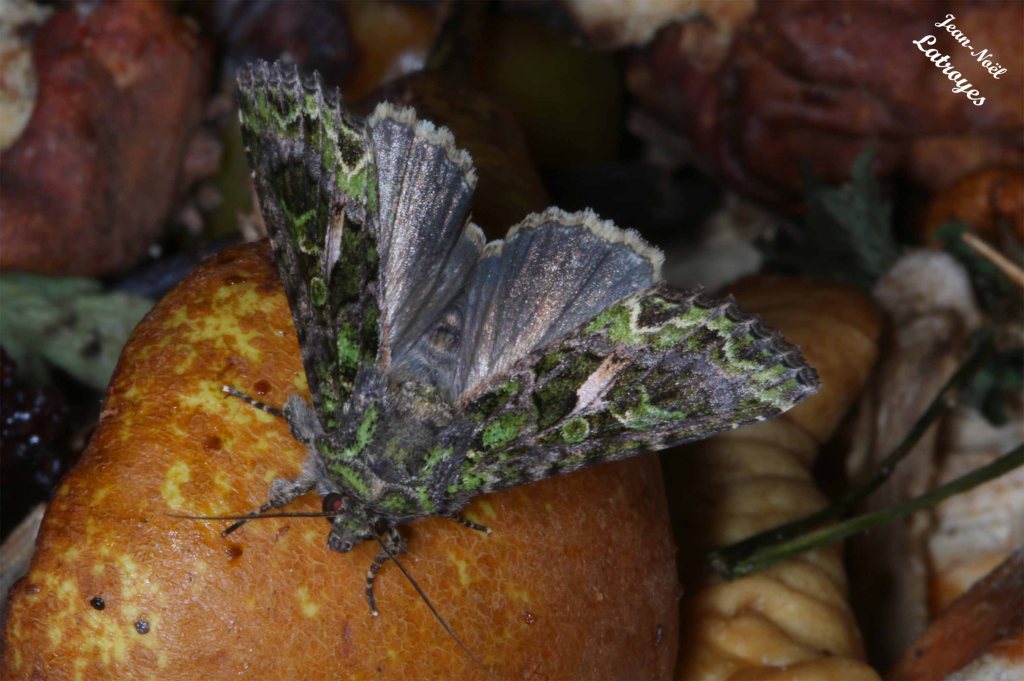 Noctuelle de l'arroche - Trachea atriplicis - Filain (Haute-Saône) – vers 23 h 00 sur une poire très mûre – Photographie Jean-Noël Latroyes - www.filain-nature.fr