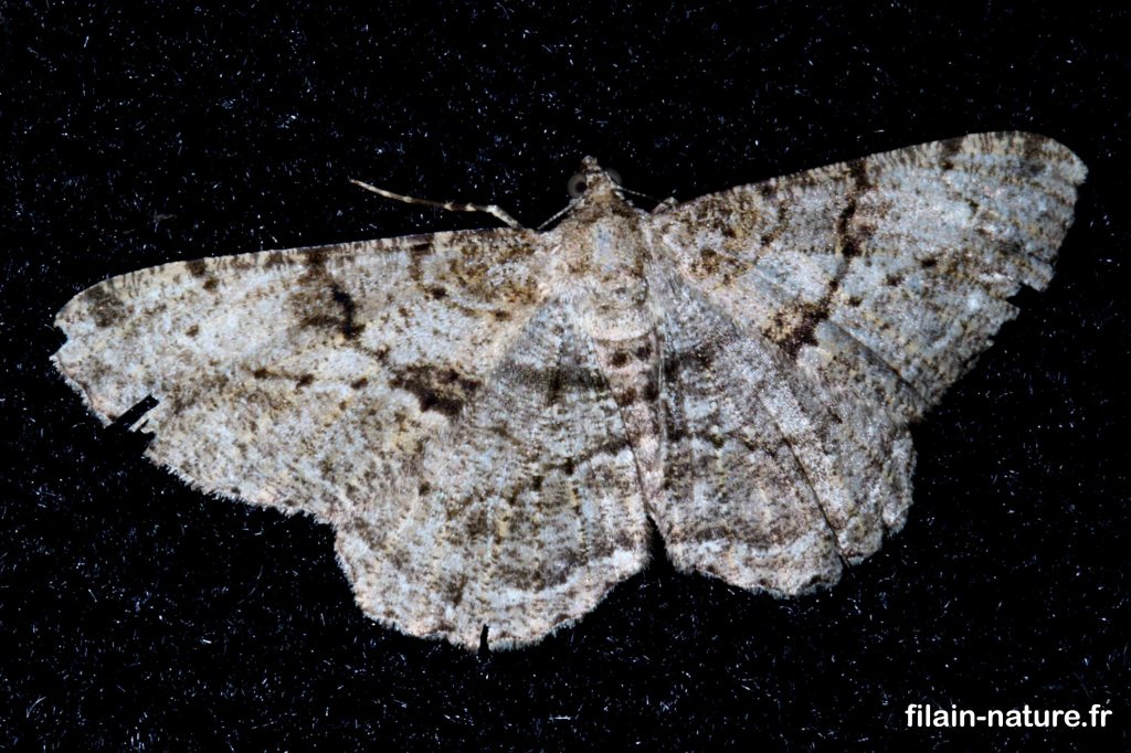 Papillon hétérocère - Peribatodes rhomboidaria - 06 août 2022, vers 06 h00 - Filain (Haute-Saône) - Photographie Jean-Noël Latroyes - www.filain-nature.fr