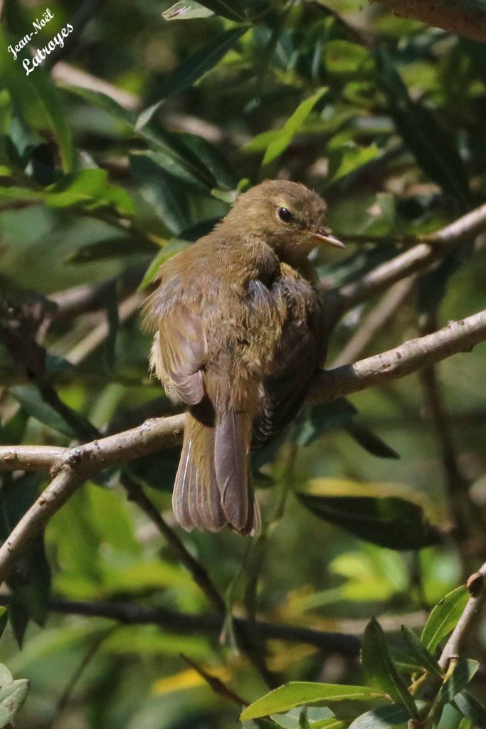 Pouillot véloce - Phylloscopus collybita - Montbozon (Haute-Saône) - 16 août 2022 - Photographie Jean-Noël Latroyes - www.filain-nature.fr