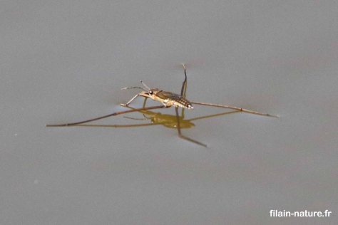 Punaise aquatique - Besnans (Haute-Saône) – 12 août 2022 – Photographie Jean-Noël Latroyes - www.filain-nature.fr