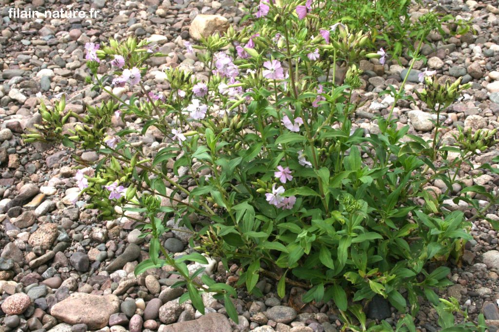 Saponaire officinale - Saponaria officinalis - sur une berge de l'Ognon (Haute-Saône) - 12 août 2022 - Photographie Jean-Noël Latroyes - www.filain-nature.fr