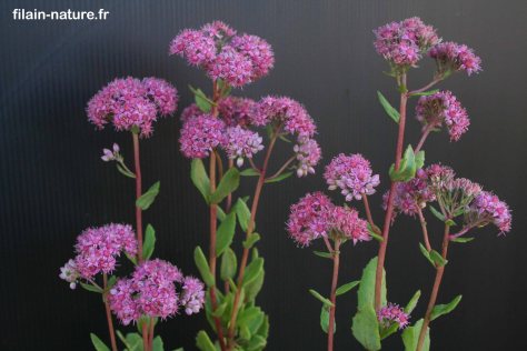 Orpin reprise - Hylotelephium telephium - Filain (Haute-Saône) - Photographie Jean-Noël Latroyes - www.filain-nature.fr