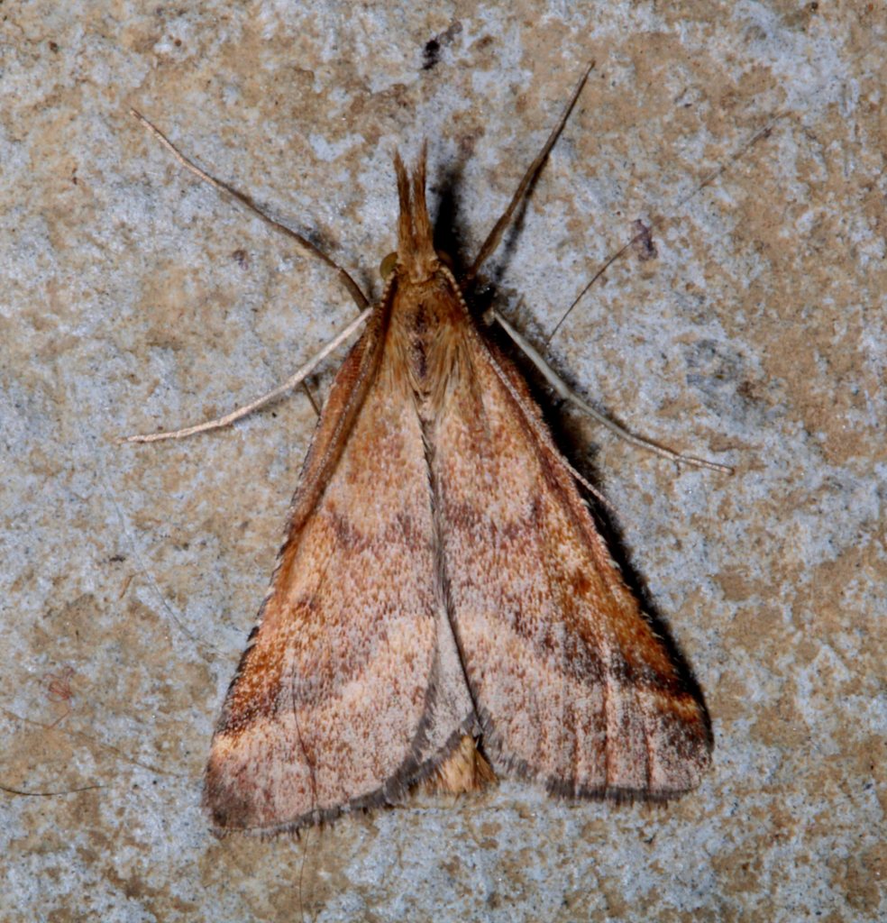 Clédéobie étroite - Synaphe punctalis - Filain (Haute-Saône) - 27 juillet 2022 - Photographie Jean-Noël Latroyes - www.filain-nature.fr