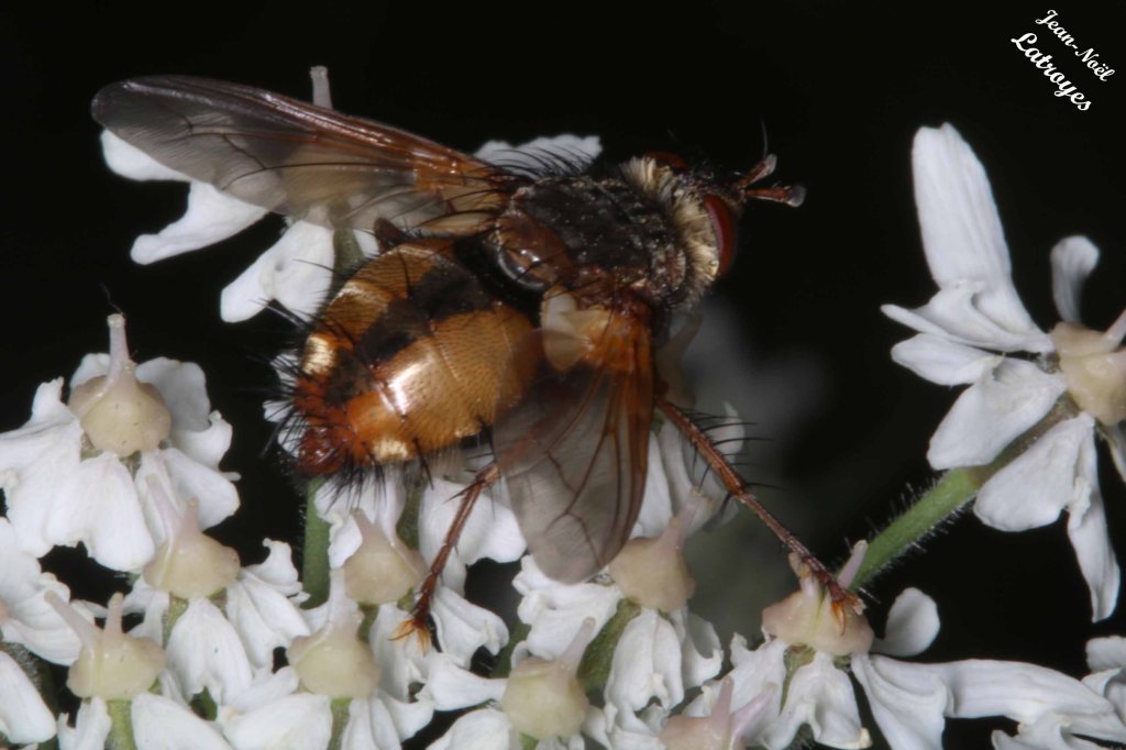 Vue dorsale d'un Gymnosome arrondi - Gymnosoma rotundatum - Filain (Haute-Saône) sur ombellifère le 23 juillet 2022 - Photographie Jean-Noël Latroyes - www.filain-nature.fr