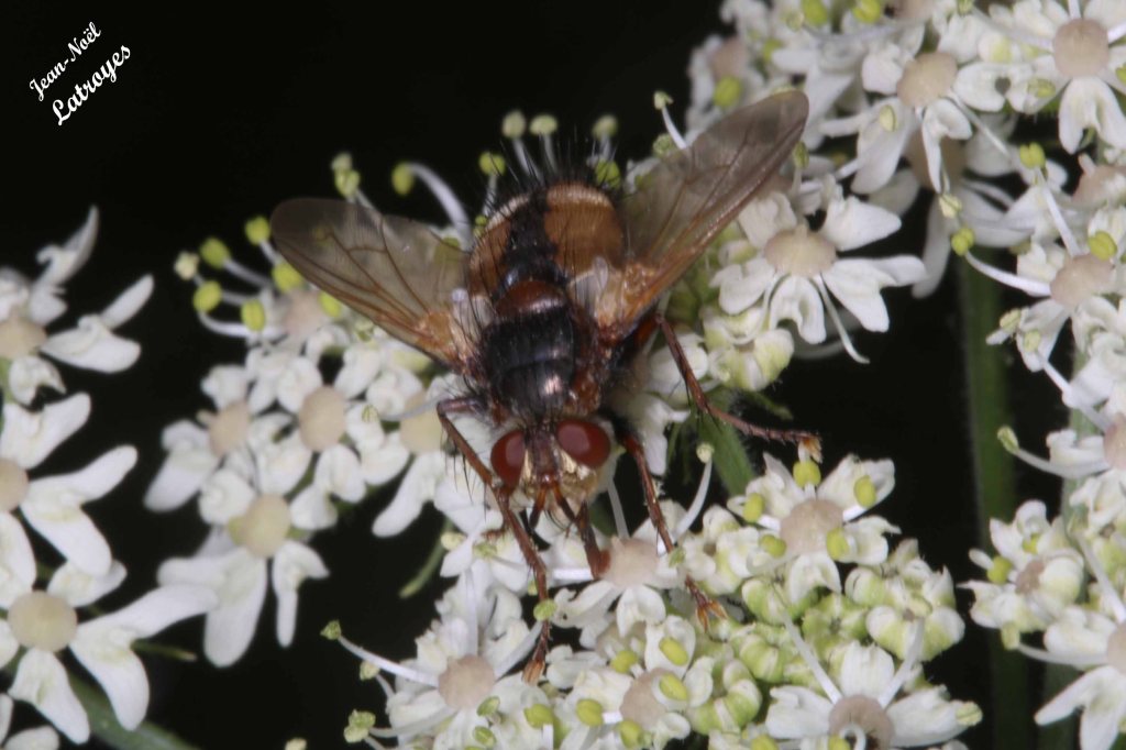 Vue dorsale d'un Gymnosome arrondi - Gymnosoma rotundatum - Filain (Haute-Saône) sur ombellifère le 23 juillet 2022 - Photographie Jean-Noël Latroyes - www.filain-nature.fr