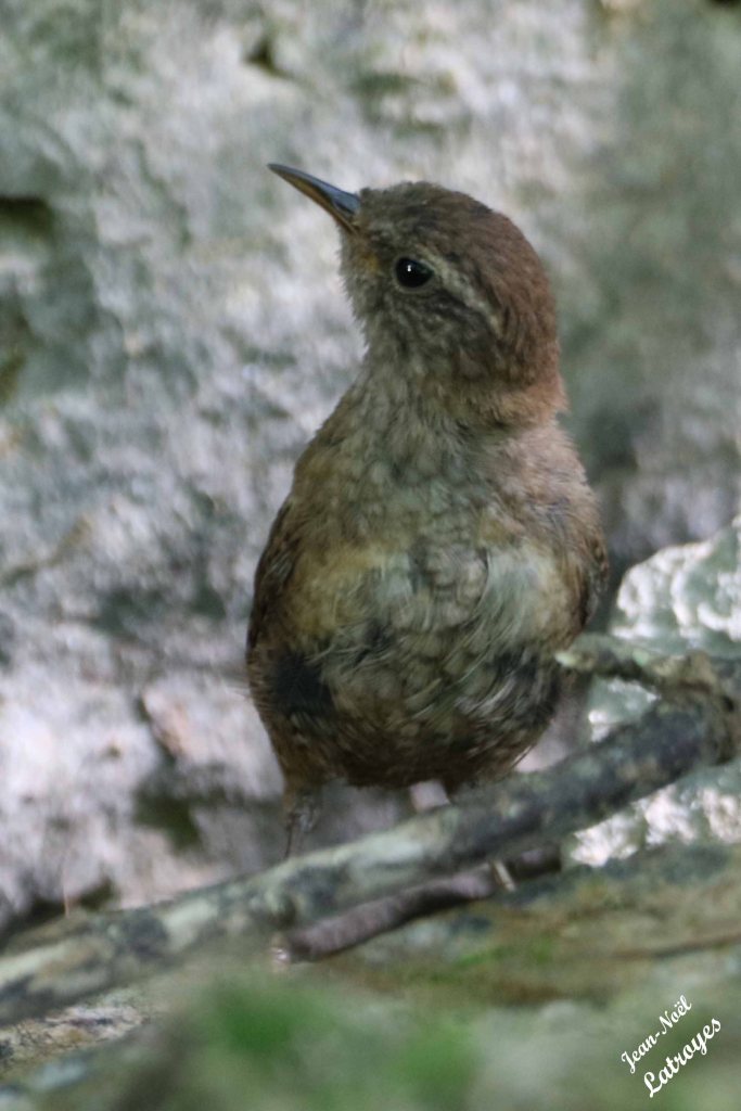 Troglodyte mignon (Troglodytes troglodytes) - Filain (Haute-Saône) - juillet 2022 - Photographie Jean-Noël Latroyes - www.filain-nature.fr