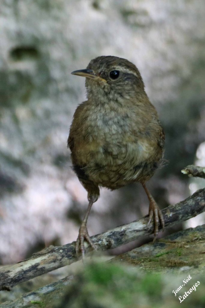 Troglodyte mignon (Troglodytes troglodytes) - sur les bords de la Filaine - Filain (Haute-Saône) - juillet 2022 - Photographie Jean-Noël Latroyes - www.filain-nature.fr