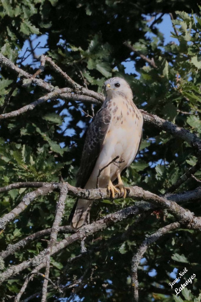 Cette image a un attribut alt vide ; le nom du fichier est 6079.jpg
Buse "blanche" - Buteo buteo - Filain (Haute-Saône) Lieu-dit Chemin du bois - au repos sur une branche - Photographie Jean-Noël Latroyes - www.filain-nature.fr