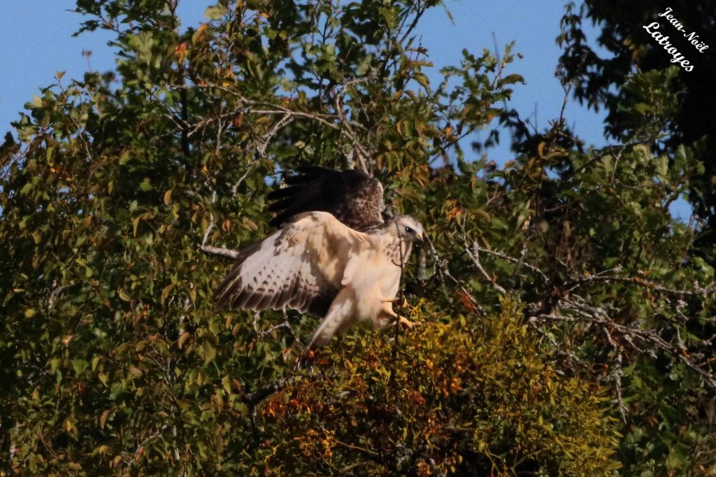 Buse "blanche" - Buteo buteo - Filain (Haute-Saône) Lieu-dit Chemin du bois - Atterrissage - Photographie Jean-Noël Latroyes - www.filain-nature.fr
