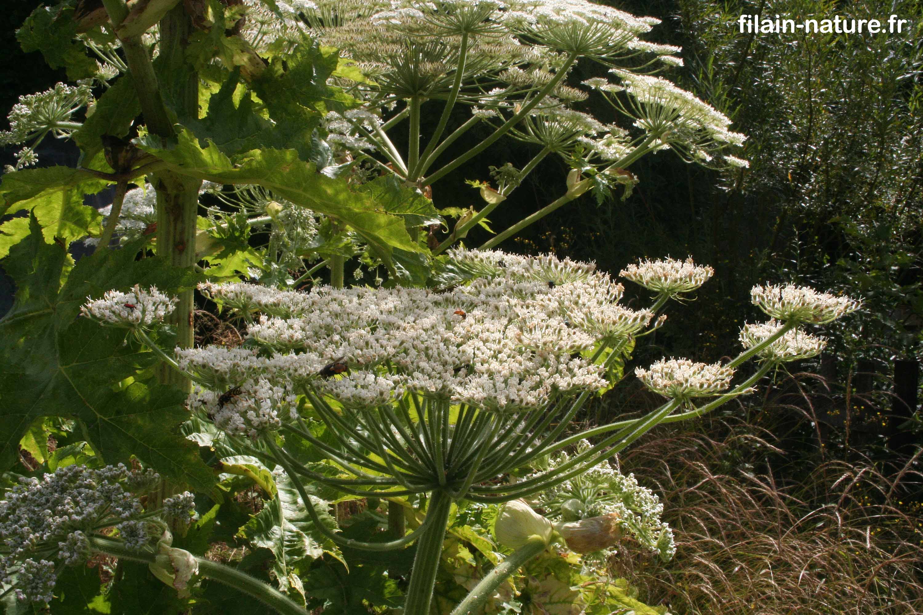 esp-ces-de-plantes-envahissantes-filain-nature-fr