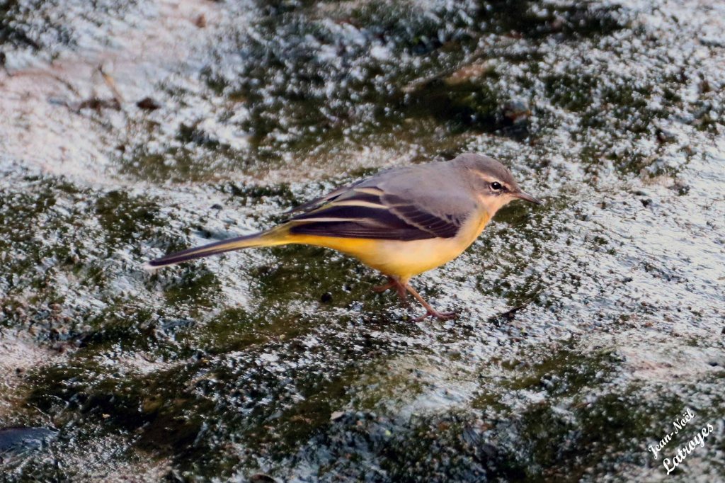 Bergeronnette des ruisseaux posée sur une rive de la Filaine - Motacilla cinerea - 22 septembre 2022 - Filain (Haute-Saône) - Photographie Jean-Noël Latroyes - www.filain-nature.fr