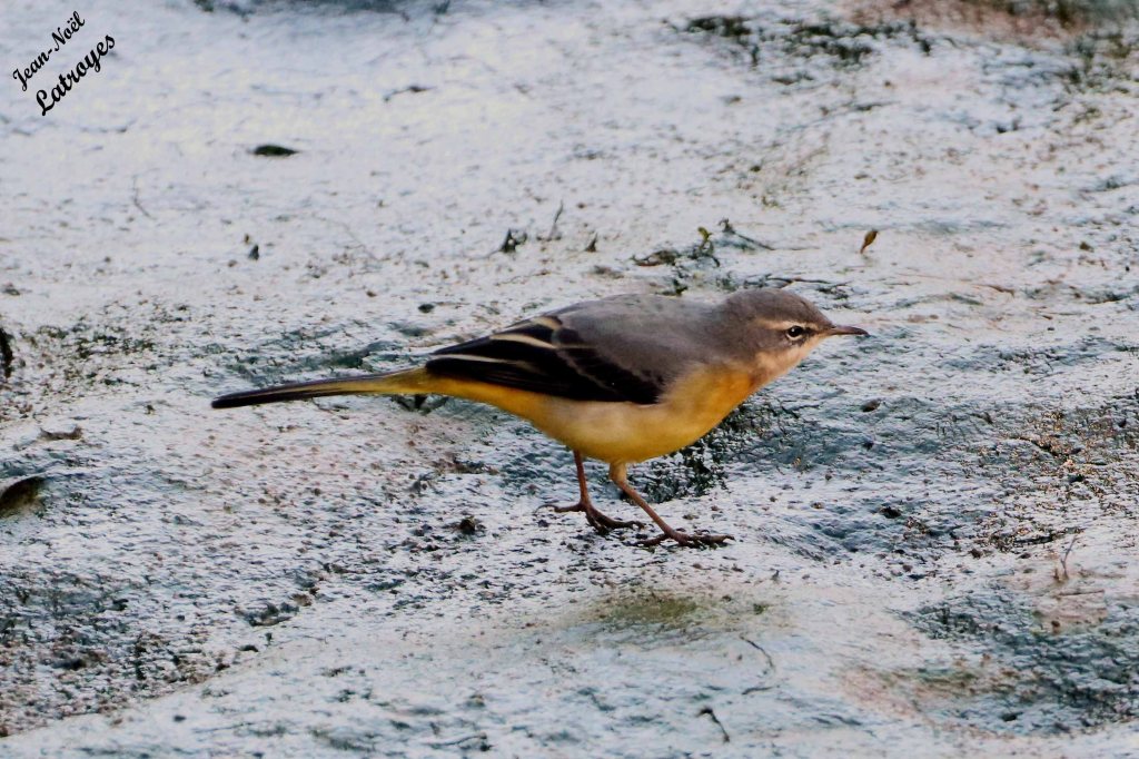 Bergeronnette des ruisseaux vers la Filaine - Motacilla cinerea - 22 septembre 2022 - Filain (Haute-Saône) - Photographie Jean-Noël Latroyes - www.filain-nature.fr