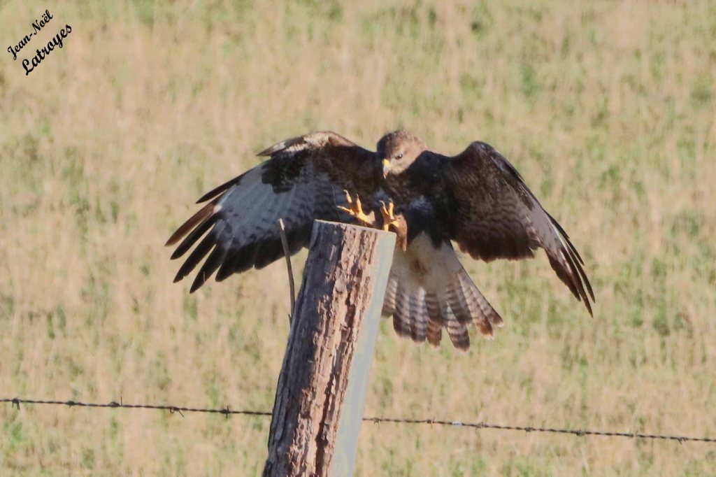Buse variable - Buteo buteo à l'atterrissage - Filain (Haute-Saône) - Photographie Jean-Noël Latroyes - 10 septembre 2022 - www;filain-nature.fr
