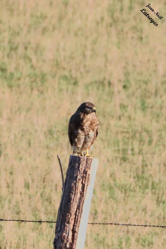 Buse variable - Buteo buteo au repos - Filain (Haute-Saône) - Photographie Jean-Noël Latroyes - 10 septembre 2022 - www;filain-nature.fr