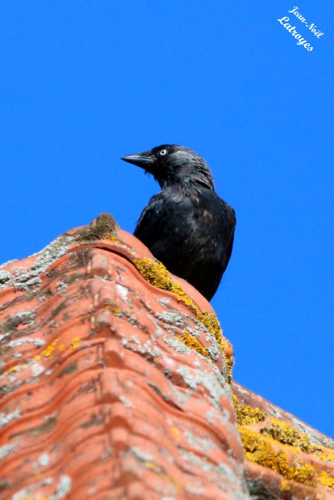 Choucas des tours - Coloeus monedula - sur un toit de Filain - - 19 août 2022 -Photographie Jean-Noël Latroyes - www.filain-nature.fr