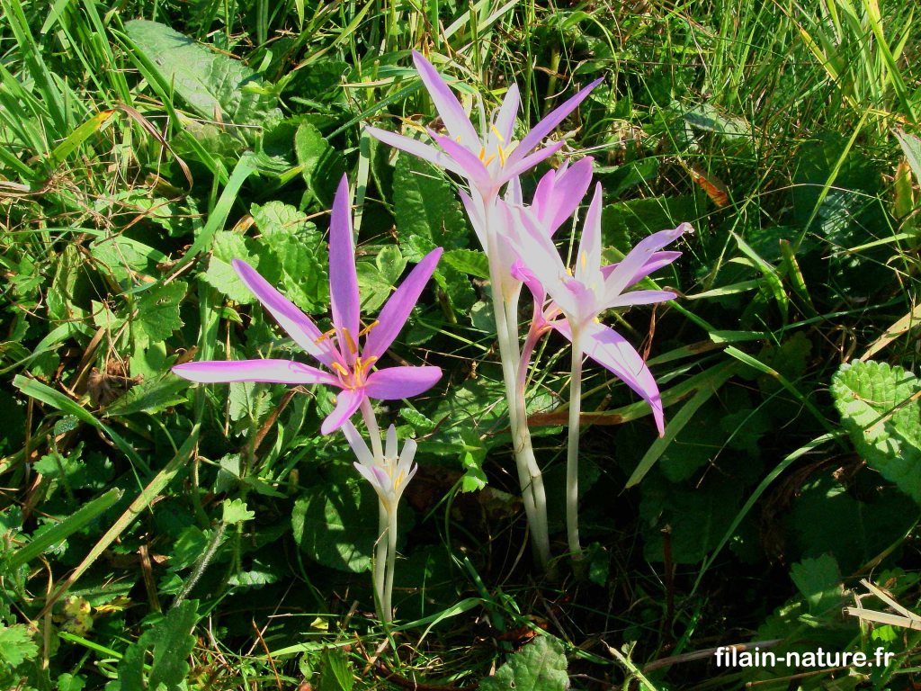 Colchique des prés - Colchicum autumnale - Chemin des Ridets à Filain (Haute-Saône)- Photographie Jean-Noel Latroyes - www.filain-nature.fr 
