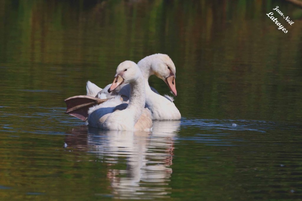Cygnes tuberculés - Cygnus olor - Montagney (Doubs) - 29 août 2022 - Photographie Jean-Noël Latroyes - www.filain-nature.fr