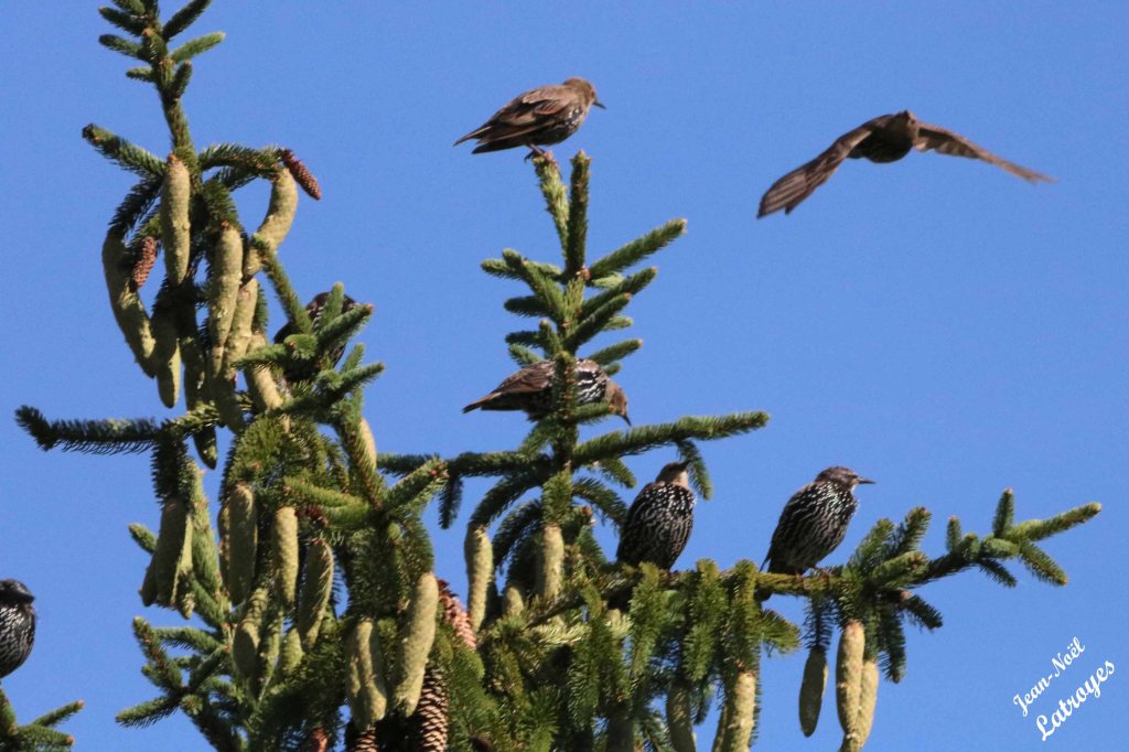 Étourneaux sansonnets ( Sturnus vulgaris) au sommet d'un épicéa à l'entrée de Filain (Haute-Saône) - 02 septembre 2022 - Photographie Jean-Noël Latroyes  - www.filain-nature.fr